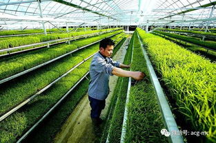 万万没想到，农业发展的出路居然是它——数字农业的崛起与未来
