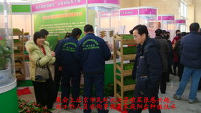 绿色生活从芽苗菜开始 城市阳台上的小菜园与大健康