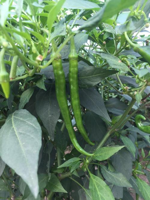 绍兴荣达生态农业开发生产基地