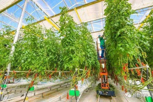 科技赋能,北京供销社探索农业工厂化种植